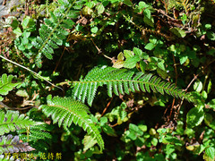 Polystichum parvipinnulum