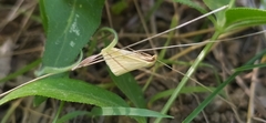 Rhodometra sacraria