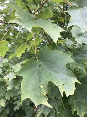Acer