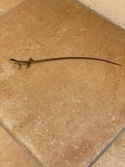 Takydromus sexlineatus