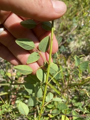 Desmodium marilandicum