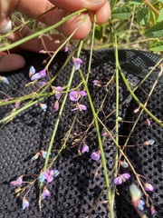 Desmodium marilandicum