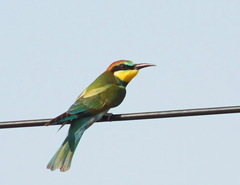 Merops apiaster