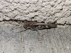 Trimerotropis