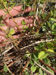 Desmodium marilandicum