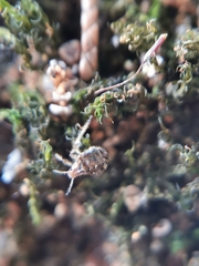 Aphidomorpha