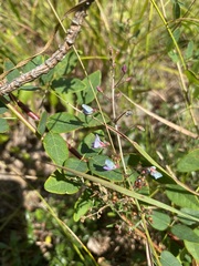Desmodium marilandicum