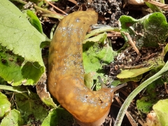 Limacus