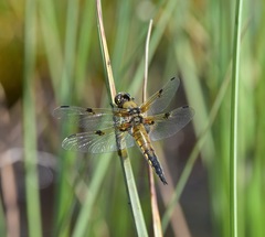Libellula quadrimaculata