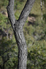 Eucalyptus drepanophylla