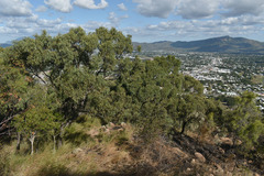 Eucalyptus drepanophylla