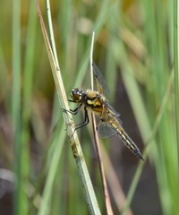 Libellula quadrimaculata