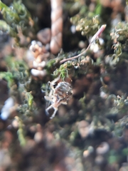 Aphidomorpha