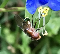 Copestylum vesicularium