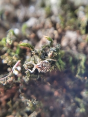 Aphidomorpha