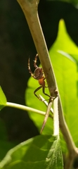 Neoscona spasskyi