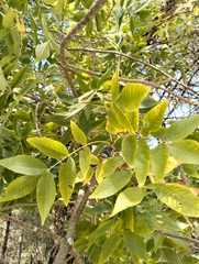 Fraxinus angustifolia
