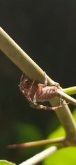 Neoscona spasskyi