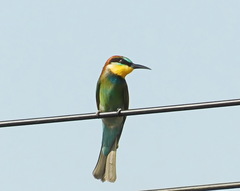 Merops apiaster