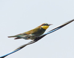 Merops apiaster