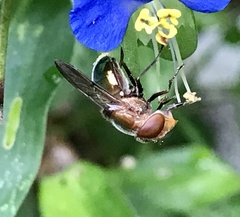 Copestylum vesicularium