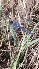 Erythrodiplax berenice