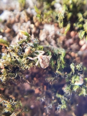 Aphidomorpha