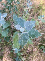 Populus alba