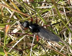 Bibio pomonae