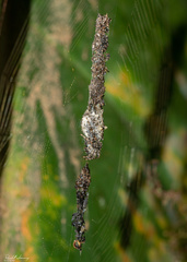 Cyclosa
