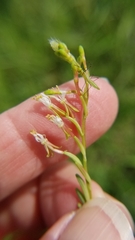 Oenothera curtiflora