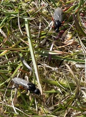 Bibio pomonae