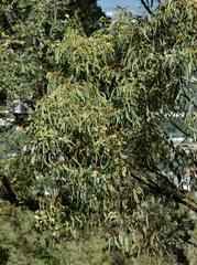 Eucalyptus drepanophylla