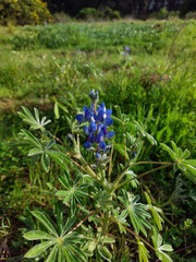Lupinus cosentinii