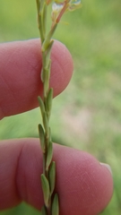 Oenothera curtiflora