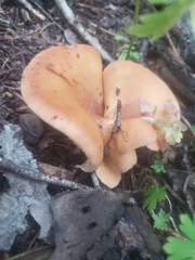 Paralepista flaccida