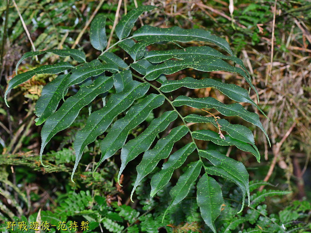 Japanese Bamboo Fern