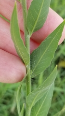 Oenothera curtiflora