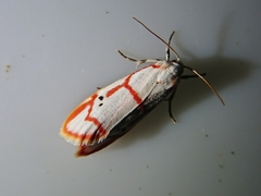 Cyana hamata