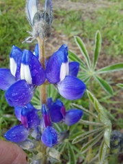 Lupinus cosentinii