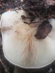 Paralepista flaccida