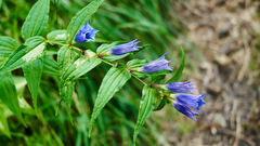 Gentiana asclepiadea
