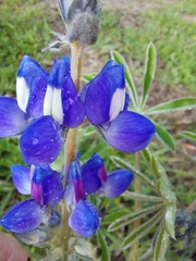 Lupinus cosentinii
