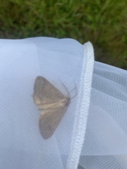 Mellilla xanthometata