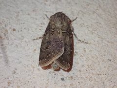 Agrotis bigramma