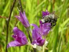 Osmia