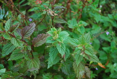 Scutellaria lateriflora