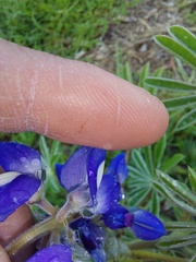 Lupinus cosentinii