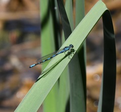Coenagrion