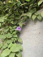 Thunbergia grandiflora